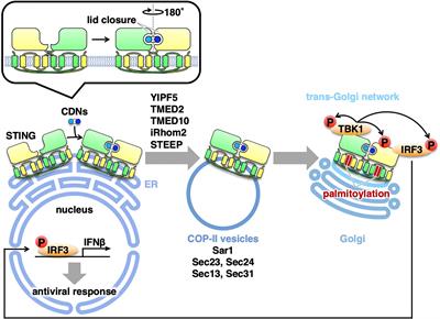 STING Operation at the ER/Golgi Interface